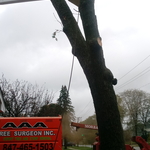 Bucket Truck needed for this large project