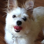 Yes you can put small dogs on the fence!