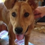 This guy looks like mischief.