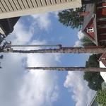 Tree removal in york pa