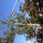 Large dead tree removal