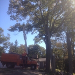 arge oak tree removal
