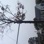 Tree removal