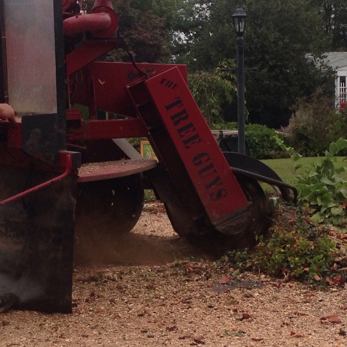 Grinding the stump out