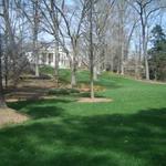 Fescue Lawn