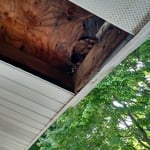 Hungry opossum