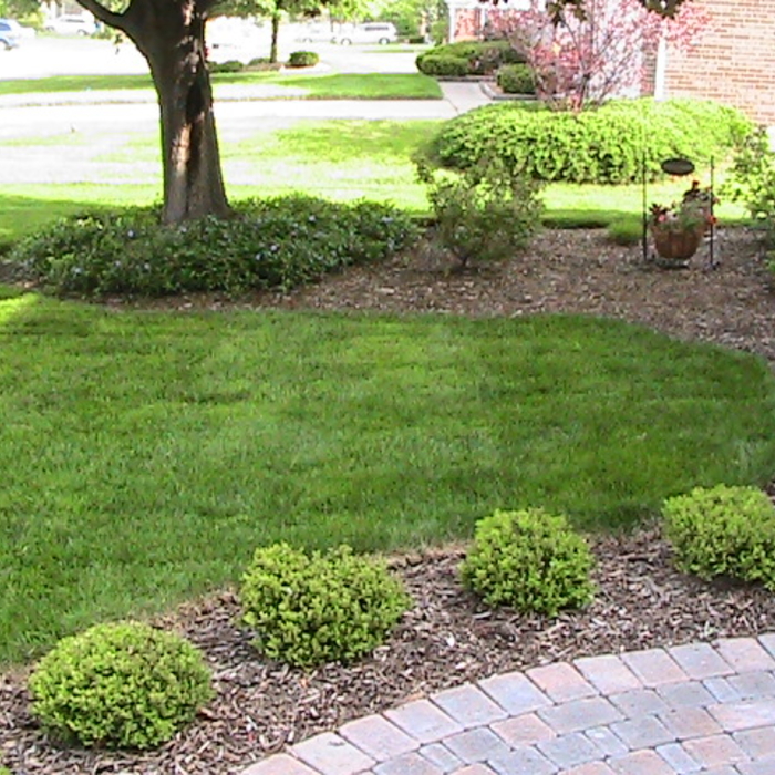 After 1st mow