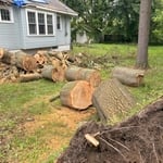 Large tree cut up