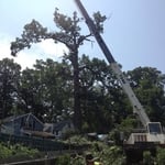 Tree Removal