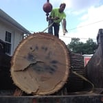 Tree Removal
