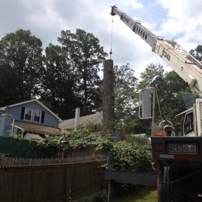 Tree Removal