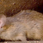 RODENT