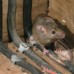 RAT CHEWING WRIES