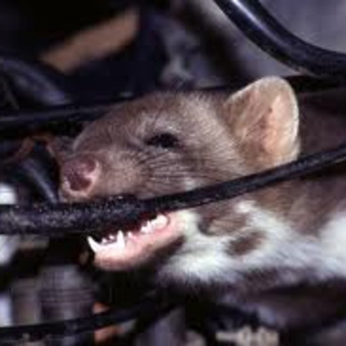 RAT CHEWING WRIES