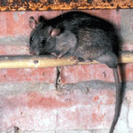 RAT ON A WIRE