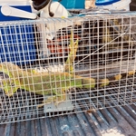 IGUANA