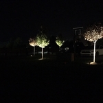 Trees boardering driveway
