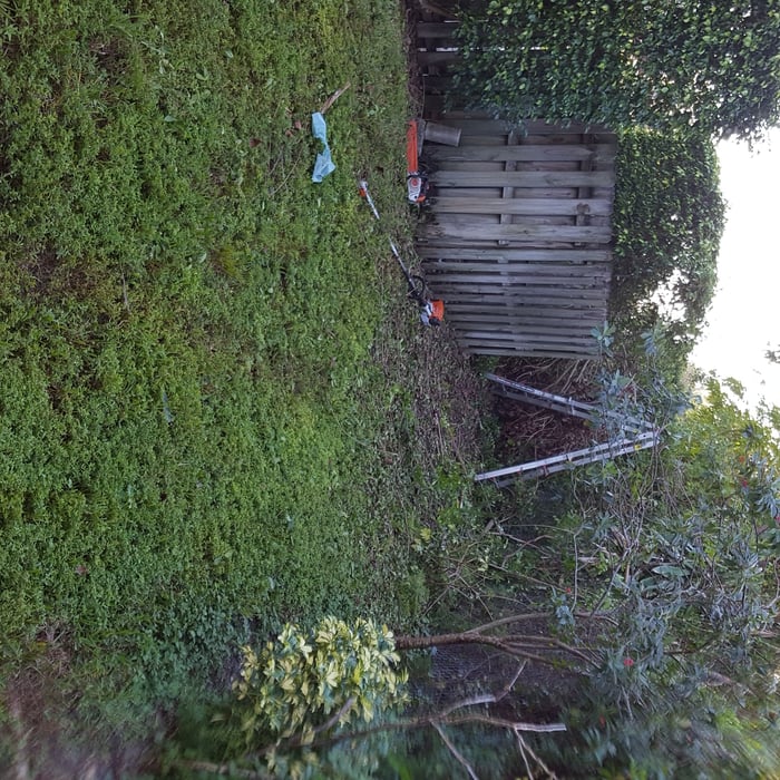 Removal of Florida Holly
