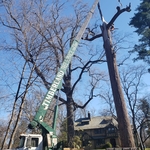 Timberland Tree Service