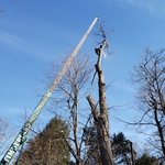Timberland Tree Service
