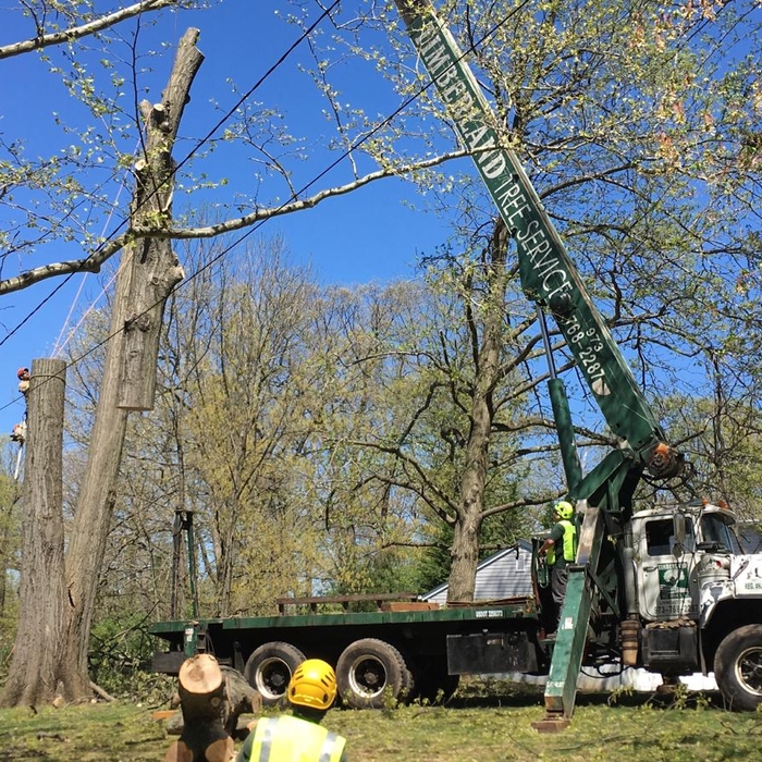 Timberland Tree Service