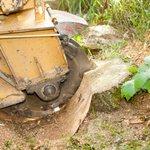 STUMP GRINDING