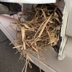 Dryer Vent With Bird Nest