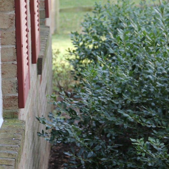 inspect for trim bushes
