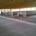 Inside a milking barn.