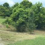 Land clearing