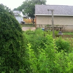 weeds as tall as me