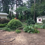 Precious plants to be saved