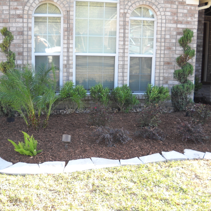Corkscrew shrubs frame window