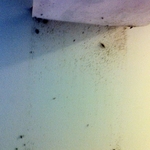 Roached Behind a Poster