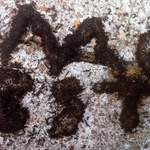 ANTS! Our New Logo?