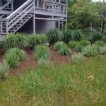 Ornamental grasses landscape bed