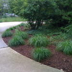 Ornamental grass planting bed
