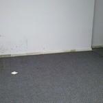 Mold growth
