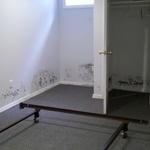 Mold growth