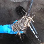 Roots Cleared from Drain Line