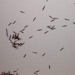 SWARMS