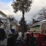 tree removal