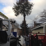 tree removal