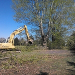 excavator tree removal