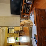 We love Pets