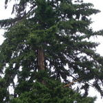 Center of tree blown out