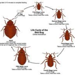 Bed Bug Life Cycle
