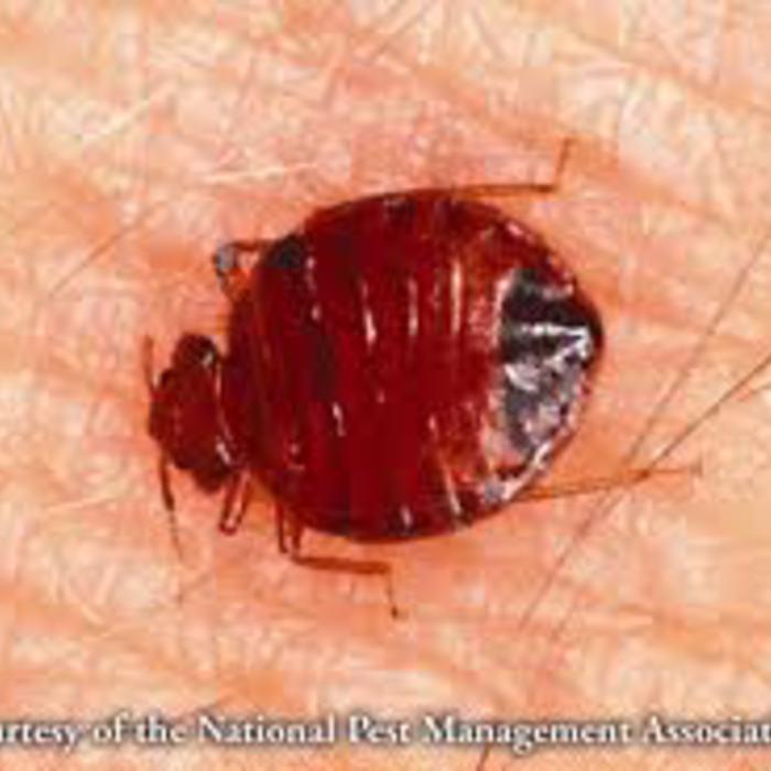 Budget Pest Control, Inc.