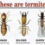 Termites