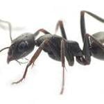 Ants